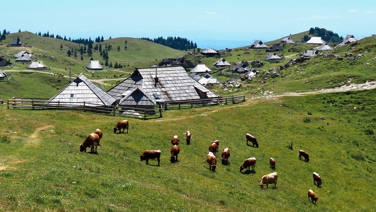 Izlet na Veliko planino: krave, sir in sončne opekline